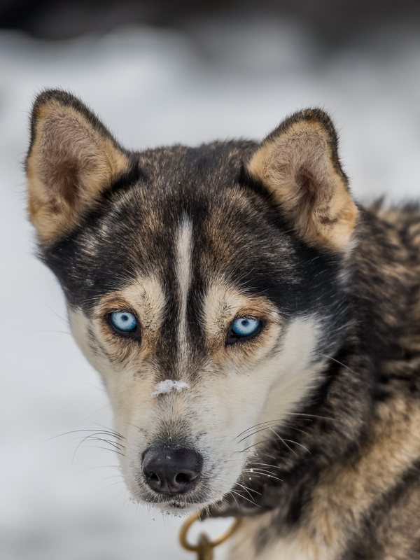 50 Jahre Schlittenhunderennen Todtmoos