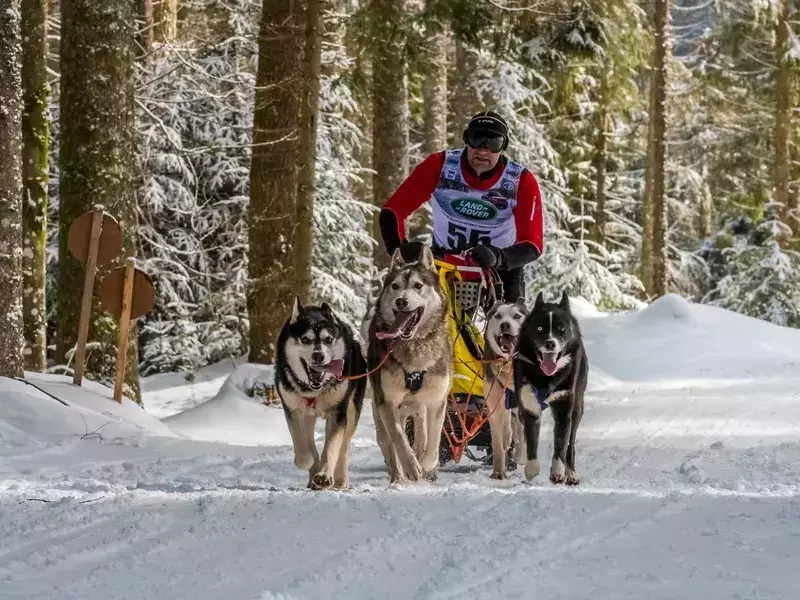 Todtmoos_Schlittenhunderennen_ Klaus Hansen_ABC_9764